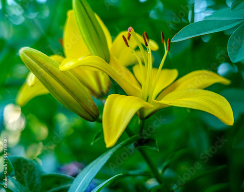 Asiatic Day Lily 3
