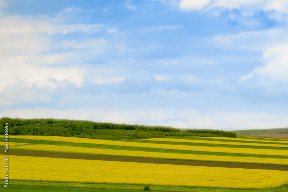 Cultivated field of yellow rapeseed against the blue sky