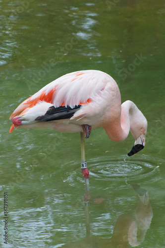flamingo and reflection
