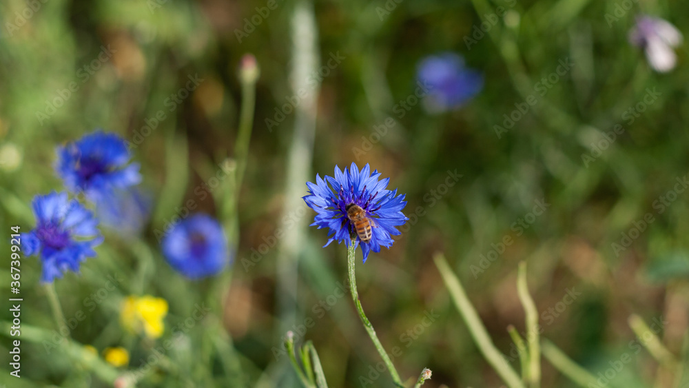 A bee collects pollen on cornflower petals in a field, close-up with a blurred background. Blue cornflower flower in the garden. Production of honey on wildflowers by bees. A bee collects pollen on cornflower petals in a field, close-up with a blurred background. Blue cornflower flower in the garden. Production of honey on wildflowers by bees.