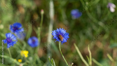 A bee collects pollen on cornflower petals in a field  close-up with a blurred background. Blue cornflower flower in the garden. Production of honey on wildflowers by bees.
