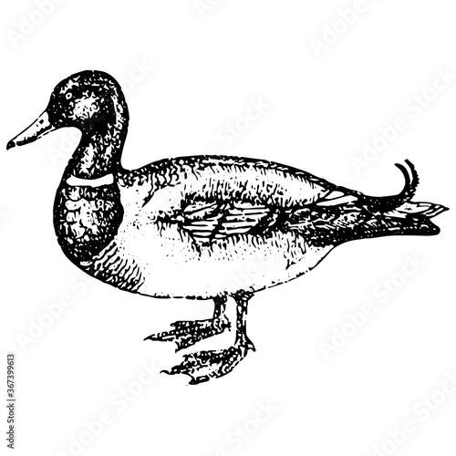 Vintage engraving of a duck