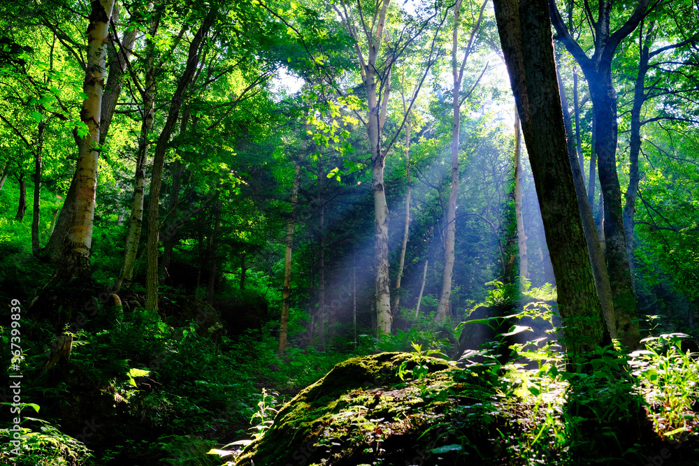 Obraz premium 森の光芒