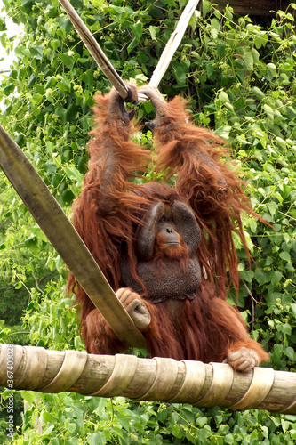 orangutan on swingset