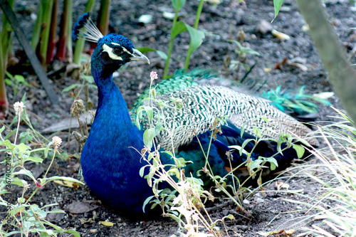 male peacock sitting in flowers
