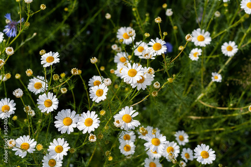 Beautiful flowers of camomiles on sunny day in nature closeup. Daisy flowers, wildflowers spring day. Many marguerites on meadow in garden with nice white petals and blossoms. Screensaver for desktop