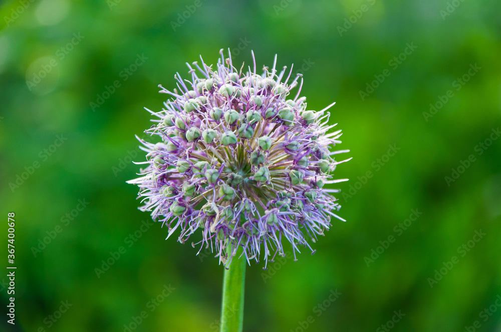 Macro closeup of a flowering giant onion, beautiful decorative garden plant with purple flower globes with a red and black striped, hairy bee beetle on them. Macro closeup of a flowering giant onion, beautiful decorative garden plant with purple flower globes with a red and black striped, hairy bee beetle on them.