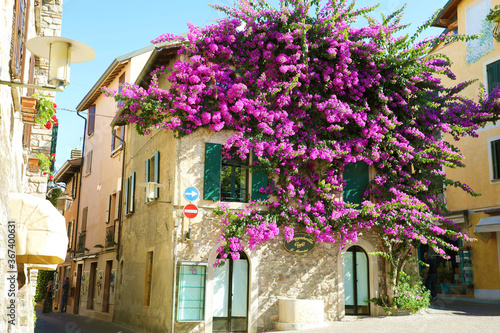 Fototapeta Naklejka Na Ścianę i Meble -  SIRMIONE, ITALY - JUNE 19, 2020: house full of flowers