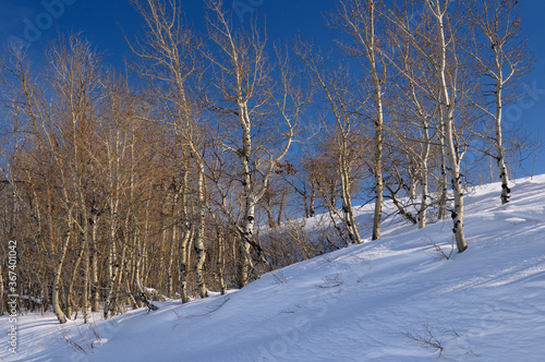Stand of Aspen trees on snow covered hill in Idaho off highway 32