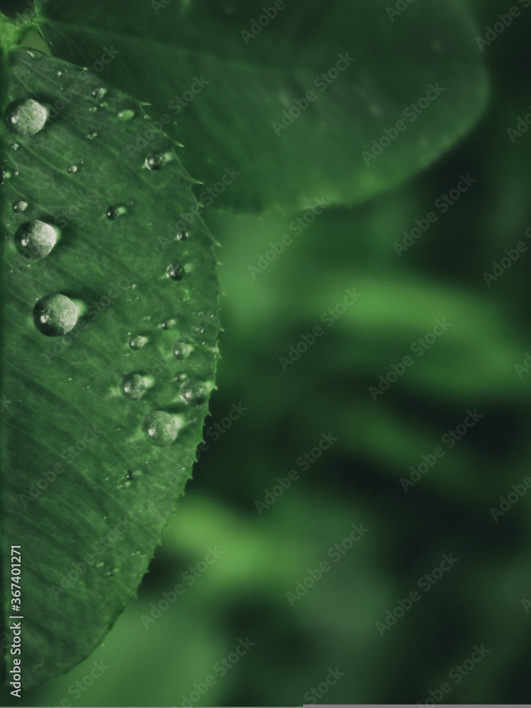 Half leaf Half leaf