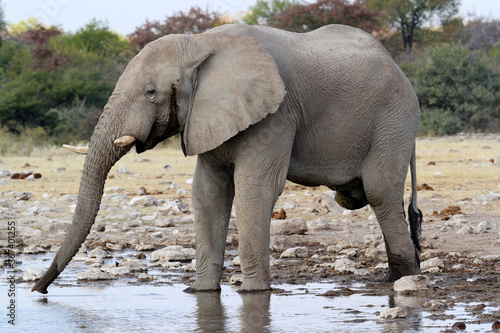 Elephant drinking at the waterhole  looks like it only has three legs