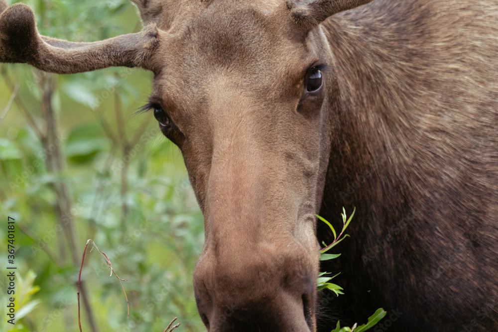 The moose is staring at me, Denali National Park The moose is staring at me, Denali National Park