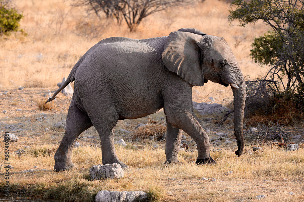 Fototapeta premium Elephant walking away