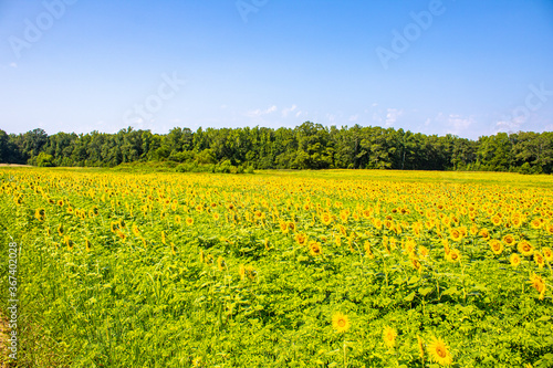 Sunflowers field