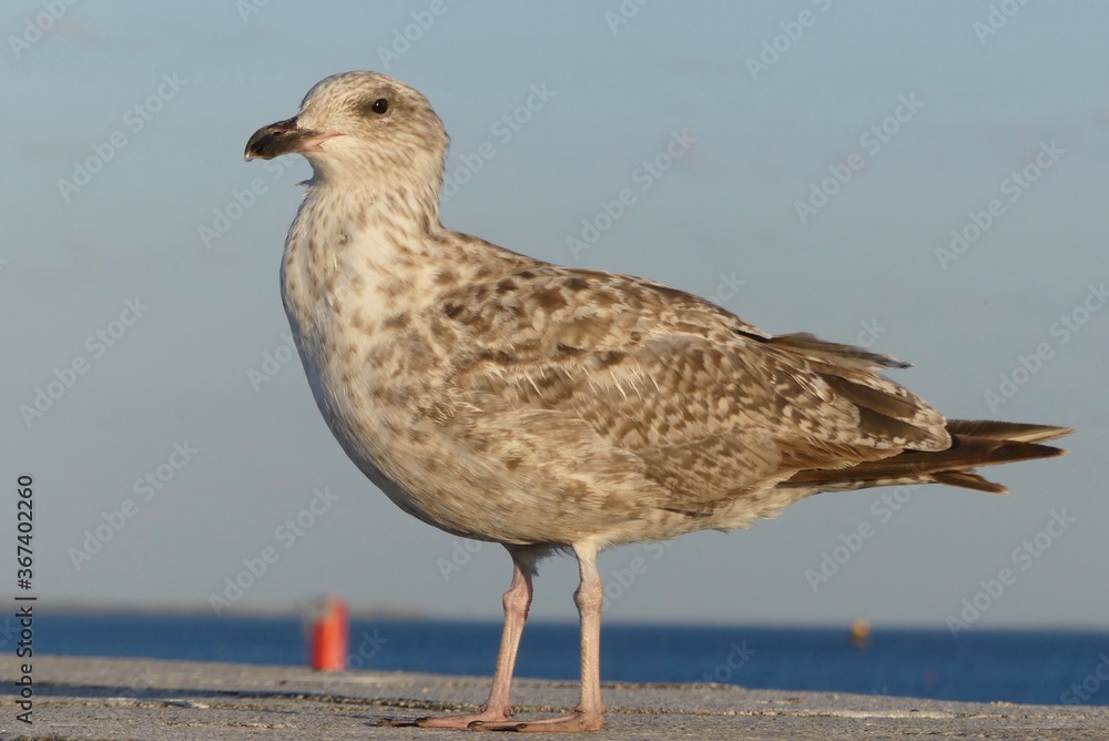 Obraz premium mewa na plaży