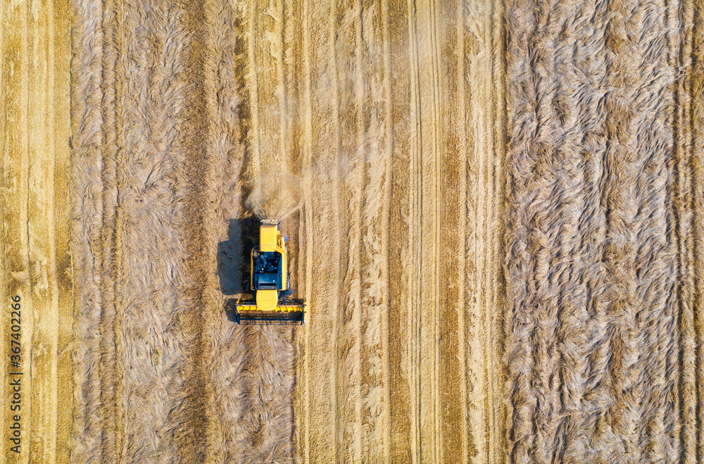 Aerial view of combine harvester is harvesting wheat at sunset in summer. Agriculture. Landscape with harvester working on the yellow wheat field. Top view of agricultural machine and ripe wheat Aerial view of combine harvester is harvesting wheat at sunset in summer. Agriculture. Landscape with harvester working on the yellow wheat field. Top view of agricultural machine and ripe wheat