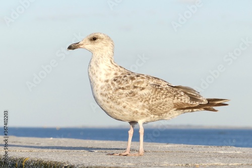 seagull on the beach © Sophie BENARD