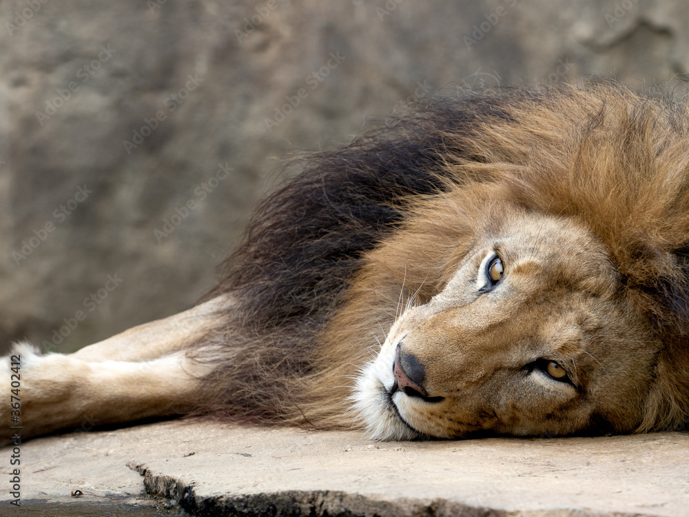 Naklejka premium ライオン