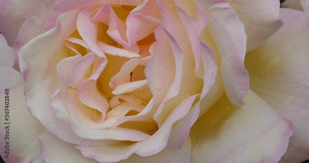 Detail of a rose. Ornamental flowers. Detail of a rose. Ornamental flowers.