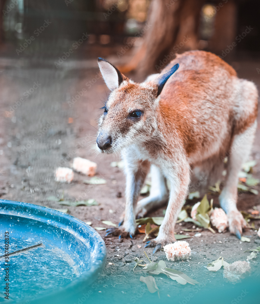 Fototapeta premium kangaroo in the zoo
