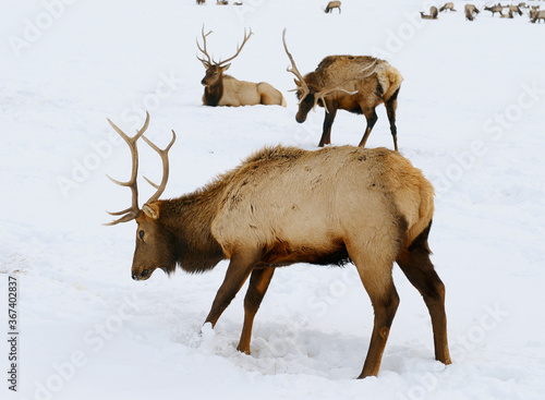 Three male Elk with antlers sitting scratching and digging in snow at the national Elk Refuge in Wyoming in winter