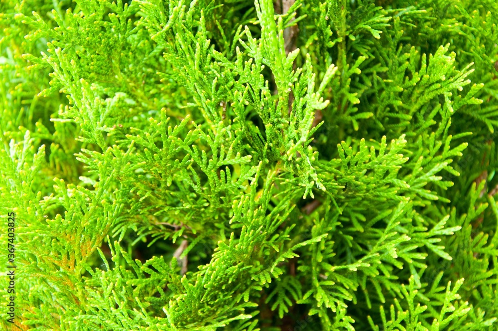 Beautiful Christmas tree background. Spruce tree branch detail. Beautiful Christmas tree background. Spruce tree branch detail.