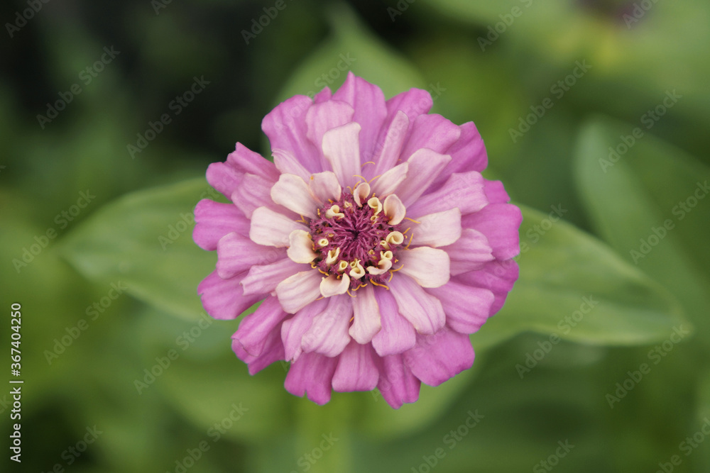 pink flower close up pink flower close up