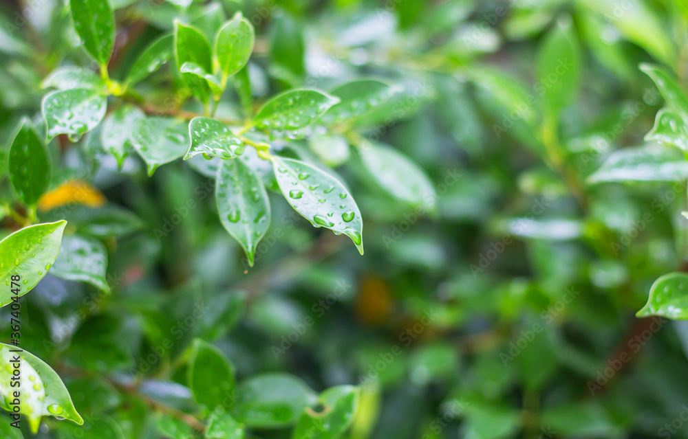 Green leaf with water drop on background Green leaf with water drop on background