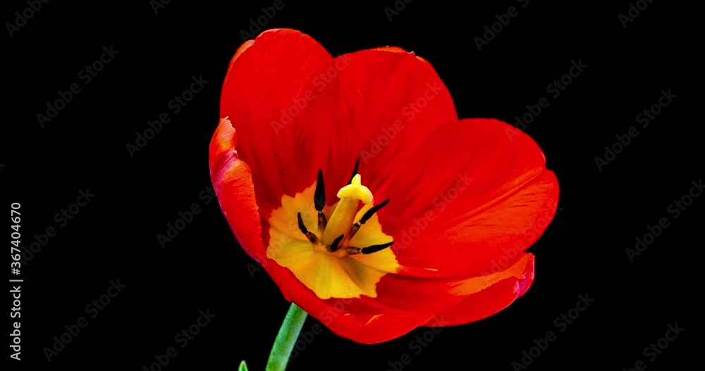 Red tulip opening time lapse on black background, alpha channel. Red tulip opening time lapse on black background, alpha channel.