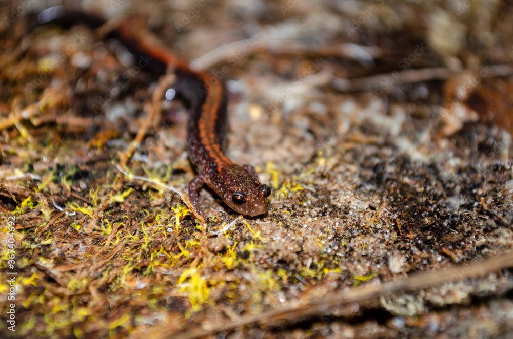 Eastern red-backed salamander on moss and dirt