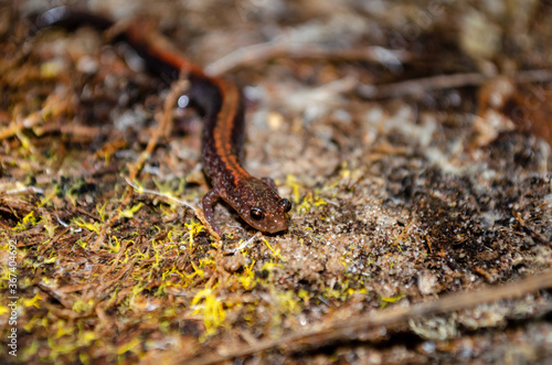 Eastern red-backed salamander on moss and dirt