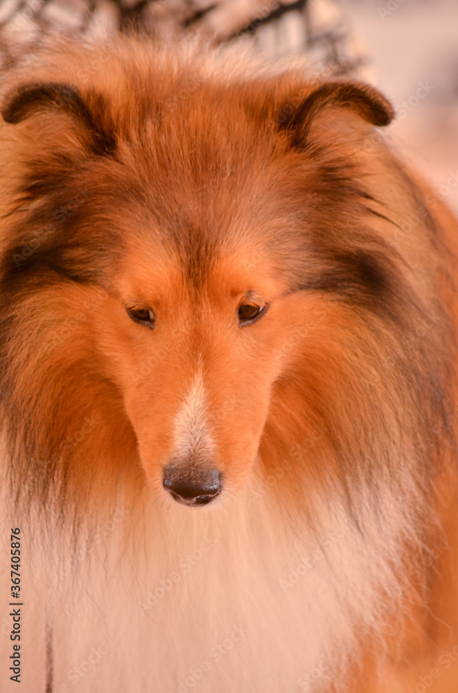 Closeup of Shetland Sheepdog looking forlorn Closeup of Shetland Sheepdog looking forlorn