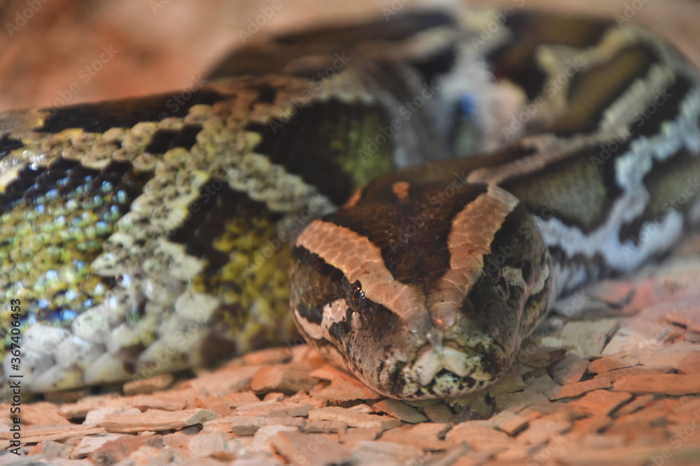 SERPIENTE SERPIENTE
