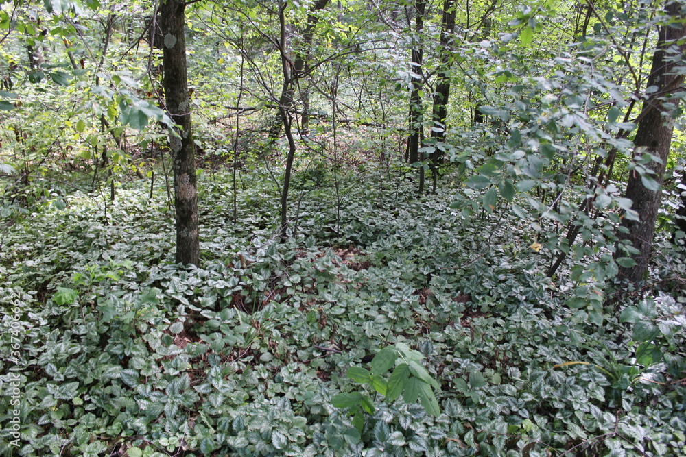 Fototapeta premium green leaves on a tree