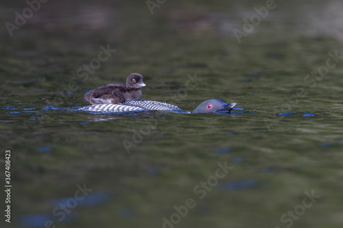 common loon or great northern diver (Gavia immer) with baby