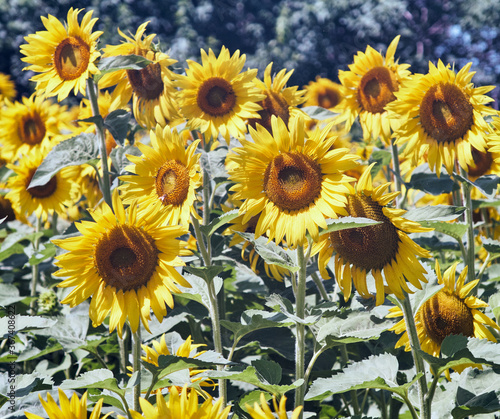 Fototapeta Naklejka Na Ścianę i Meble -  sunflowers in the field of sunflowers