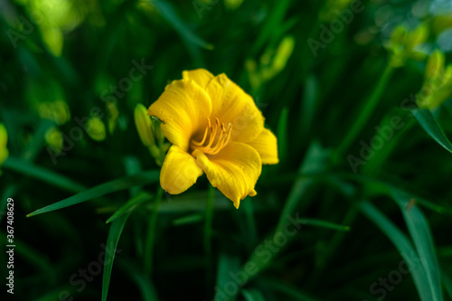 Yellow Daylilies 4
