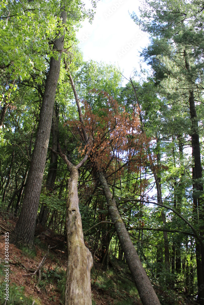 Fototapeta premium trees in the forest