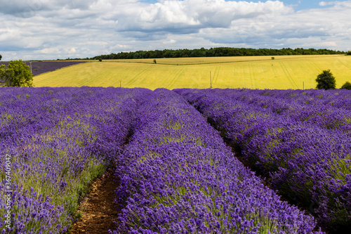 Rows of beautiful Lavender flowers in the English countryside in summer