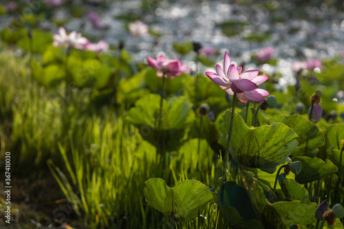 Lotus blossoming in the natural pool. The lotus flower is regarded as the queen of flowering plants that grow in water.