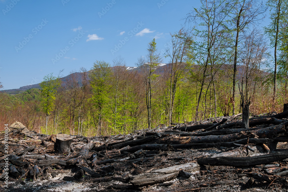 Burnt trees after a forest fire against a blue sky. Natural disasters. Burnt trees after a forest fire against a blue sky. Natural disasters.