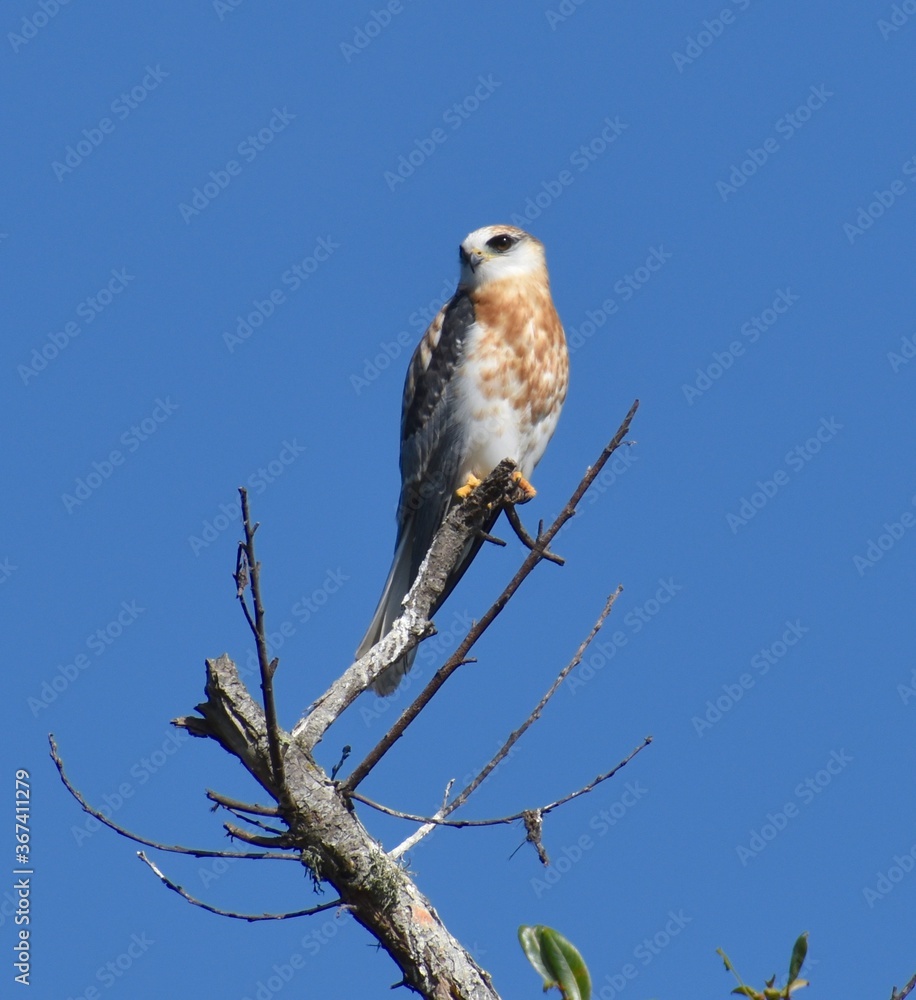A juvenile white-tailed kite (Elanus leucurus) perched at the top of dead tree near Struve Slough in California A juvenile white-tailed kite (Elanus leucurus) perched at the top of dead tree near Struve Slough in California