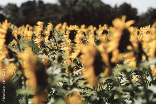 Sunflowers facing away