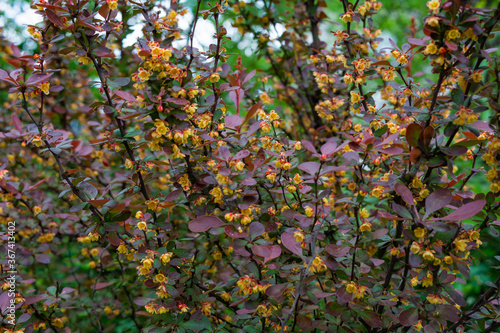 Blooming yellow flowers, bush with purple leaves. Berberis ottawensis Auricoma