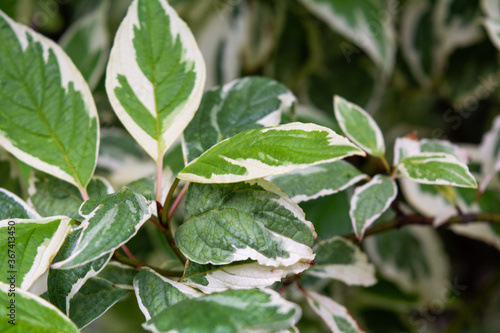 Wallpaper Mural Cornus Alba foliage with watercolor green and white leaves. Decorative plant Torontodigital.ca