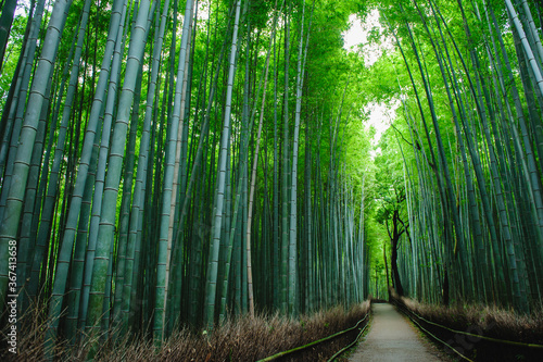 Bamboo forest 'Chikurin' in Arashiyama, Kyoto, Japan. A quiet bamboo forest path without people. It is usually full of tourists.