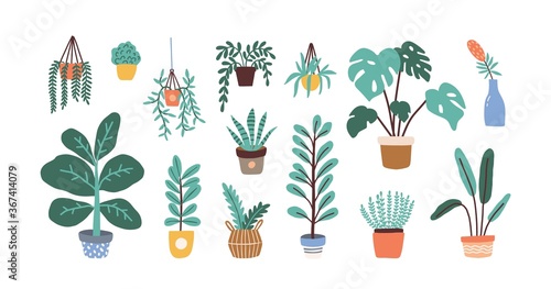 Set of different tropical house plant. Ficus  monstera  protea  pellaea  succulent in various pot  vase. Scandinavian cozy home decor. Flat vector cartoon illustration isolated on white