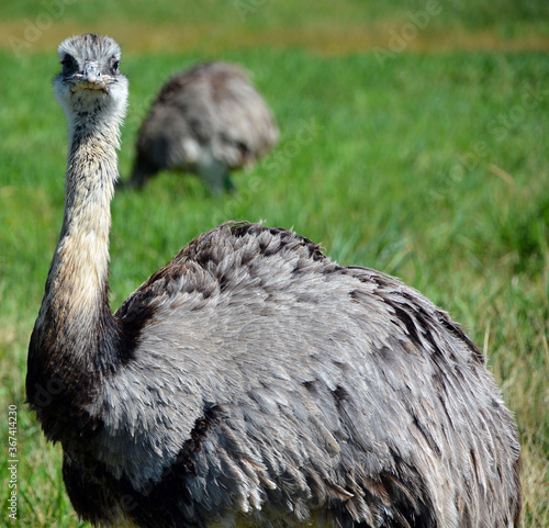 Greater rhea (Rhea americana) is a flightless bird found in eastern South America. Other names for the greater rhea include the grey, common, or American rhea, nandu Guarani or ema photo