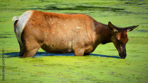 The elk, or wapiti is one of the largest species within the deer family, Cervidae, in the world, and one of the largest land mammals in North America and Eastern Asia.