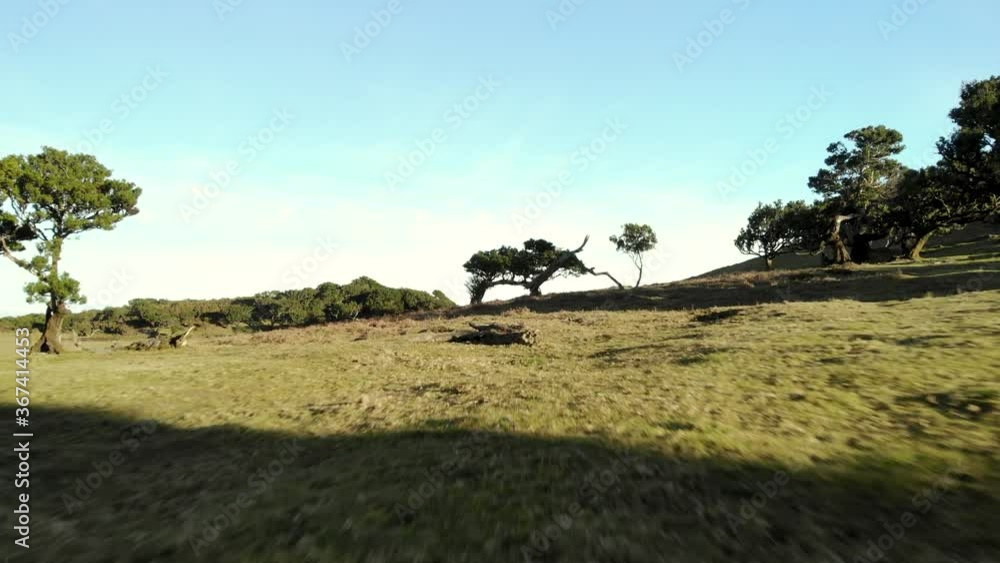 Flying fast through savannah like landscape of ancient sub tropical forest of Madeira island, Portugal. Flying fast through savannah like landscape of ancient sub tropical forest of Madeira island, Portugal.